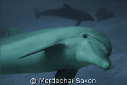 Dolphin Reef, Eilat, Israel.  Nikkonos V, no flash. by Mordechai Saxon 